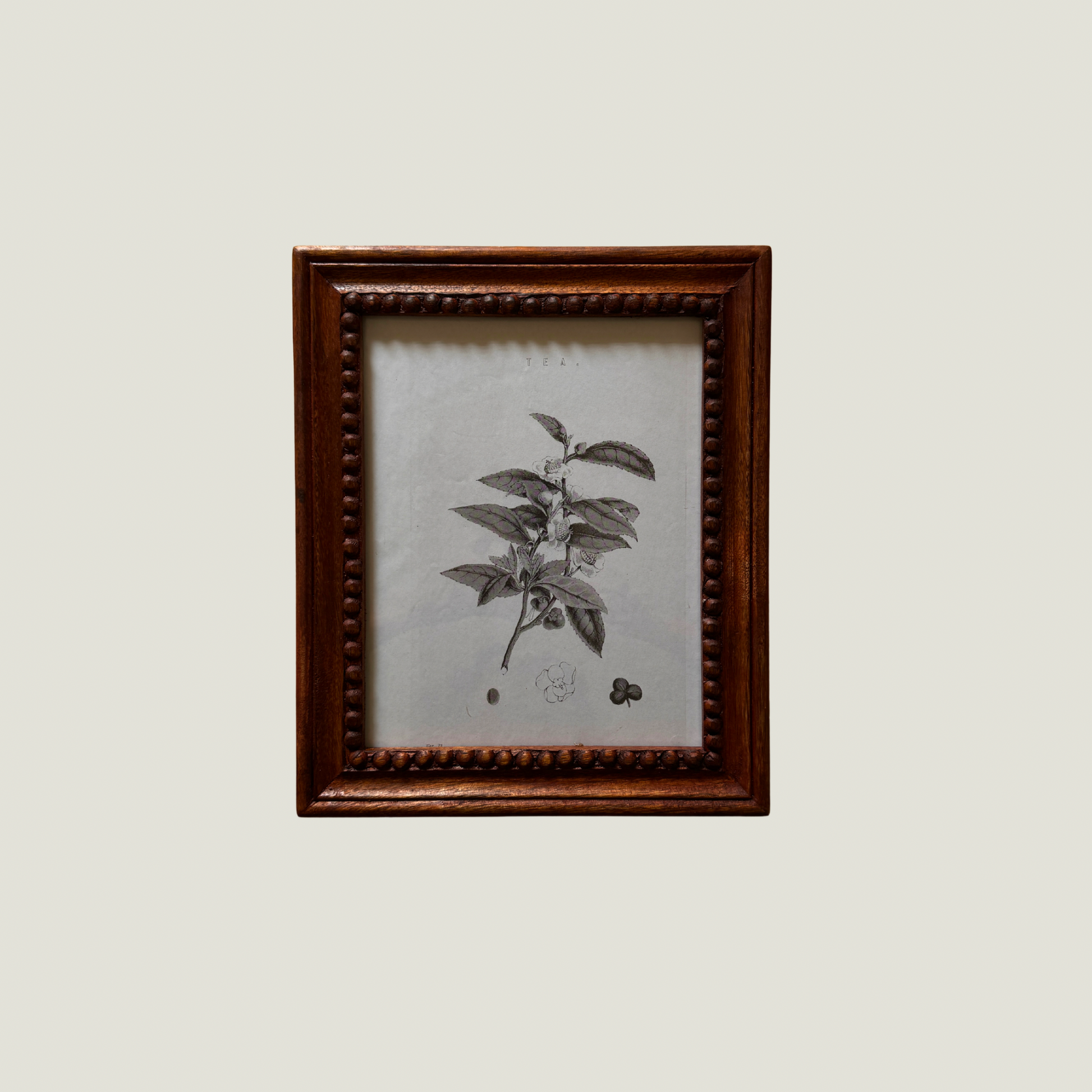 Wood Frames for botanical illustration on a plain background