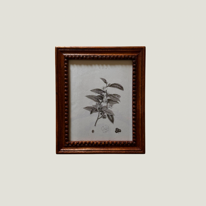Wood Frames for botanical illustration on a plain background